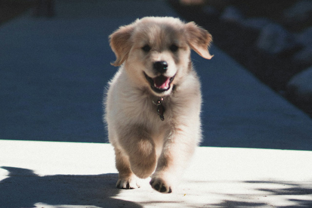 Amy Weeks - Private Lessons